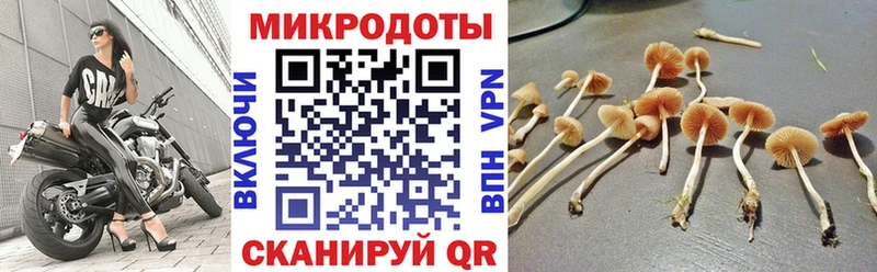 OMG как войти  Мариинский Посад  Псилоцибиновые грибы Psilocybe 